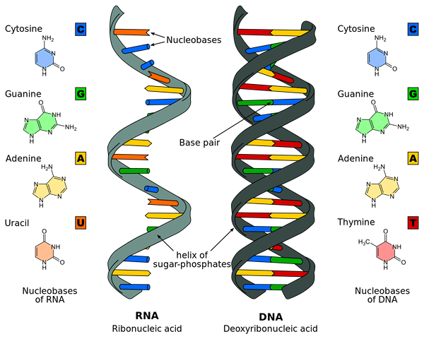 Perbedaan antara DNA dan mRNA