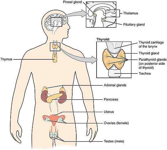 Unterschied zwischen endokrinem System und Nervensystem