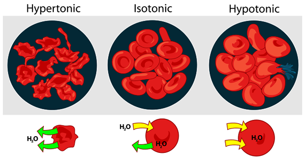 Diferencia entre endosmosis y exosmosis