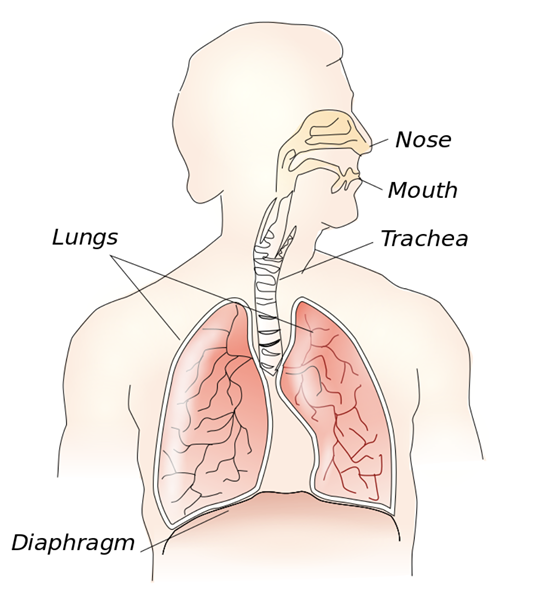 Unterschied zwischen externer Atmung und interner Atmung