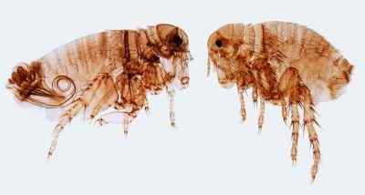 Diferencia entre pulgas y garrapatas