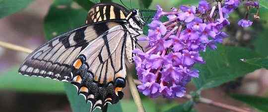 Perbezaan antara flora dan fauna