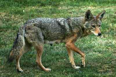 Perbezaan antara Fox dan Coyote