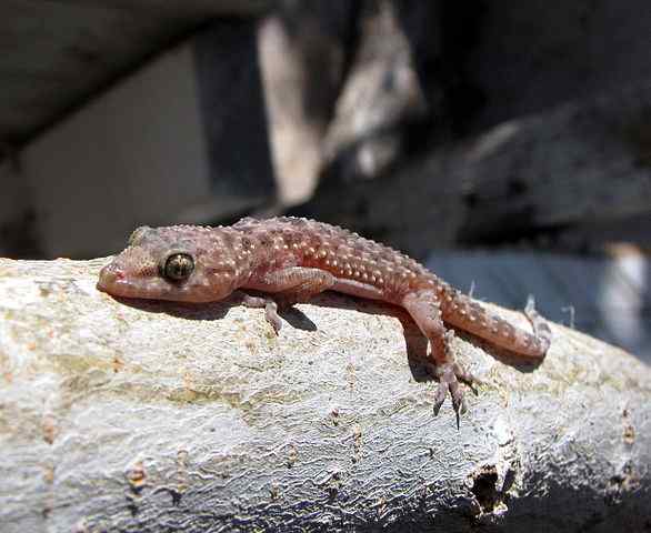 Diferencia entre geckos y salamandras