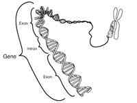 Diferencia entre genes y alelo