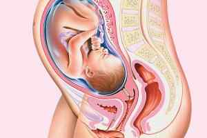 Différence entre la gestation et la grossesse