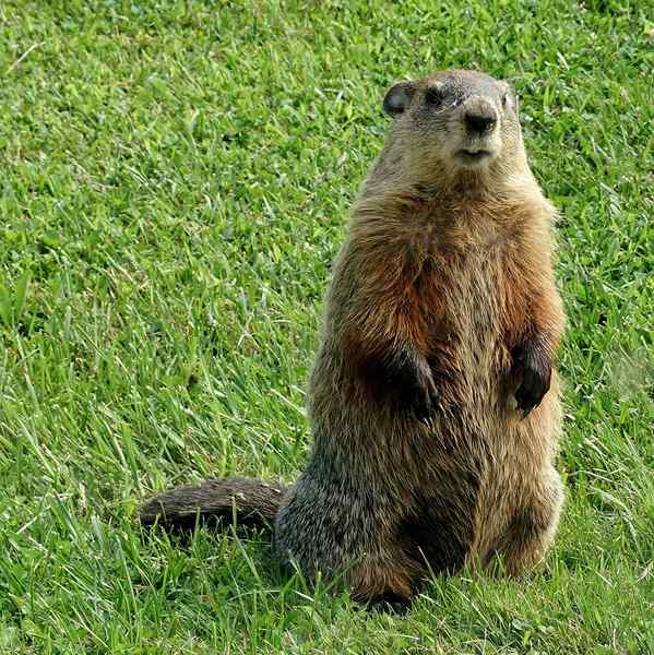 Perbedaan antara groundhog dan berang -berang