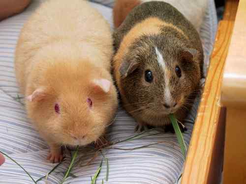 Perbezaan antara babi guinea dan hamster