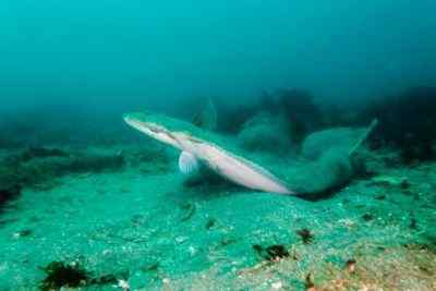 Diferencia entre halibut y platija