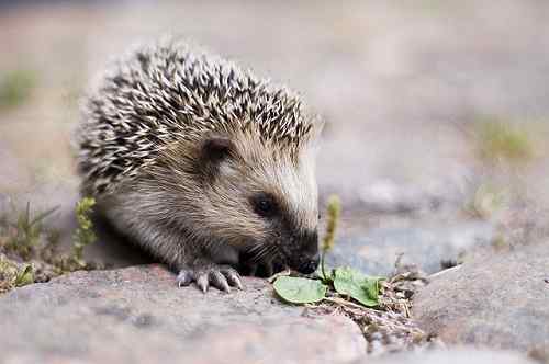 Unterschied zwischen Igel und Stachelschwein