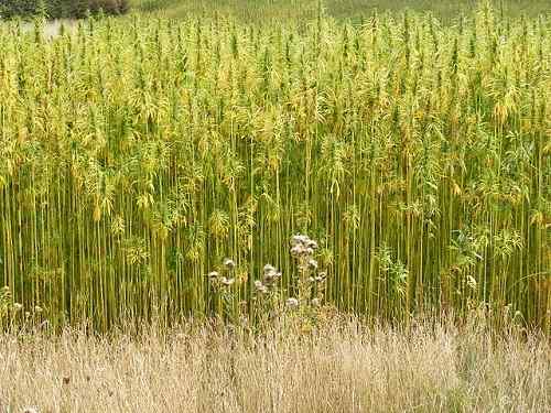 Différence entre le chanvre et les mauvaises herbes