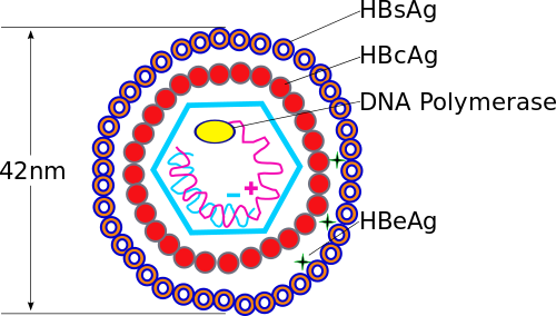 Diferencia entre la hepatitis B y la hepatitis C