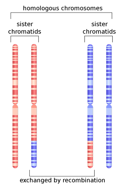 Perbedaan antara kromosom homolog dan kromatid saudara perempuan