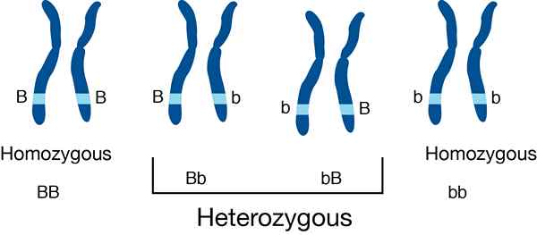 Unterschied zwischen homozygoten und heterozygoten