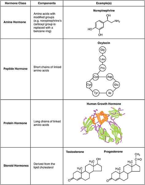 Différence entre les hormones et la période