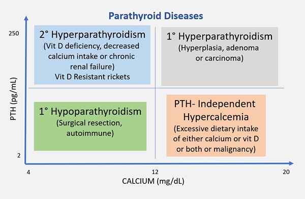Diferencia entre hiperparatiroidismo y hipertiroidismo