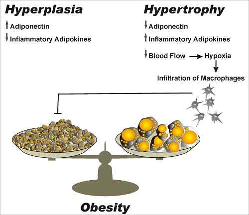 Différence entre l'hypertrophie et l'hyperplasie