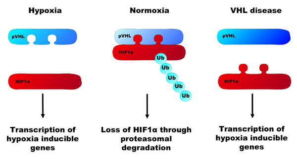 Différence entre l'hypoxie et l'anoxie