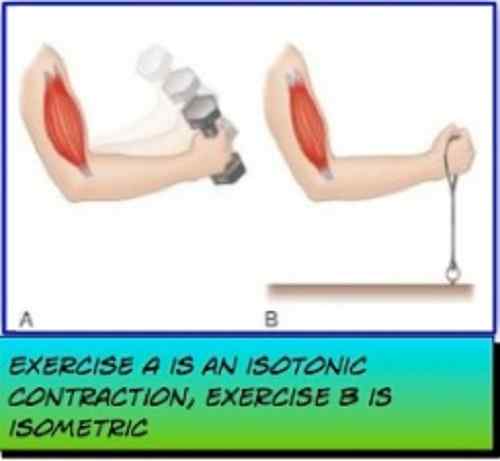 Perbezaan antara kontraksi isometrik dan isotonik