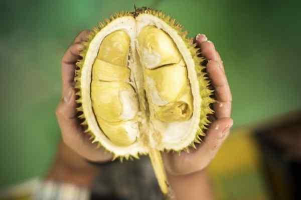 Différence entre le jacquier et le durian