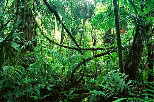 Différence entre la jungle et la forêt