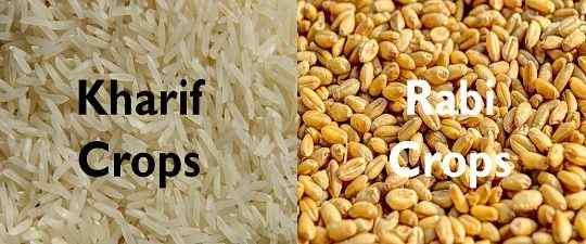 Diferencia entre los cultivos Kharif y Rabi