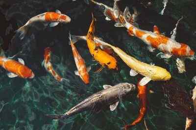 Diferencia entre koi y pez dorado