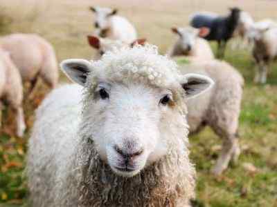 Différence entre l'agneau, les moutons et le mouton