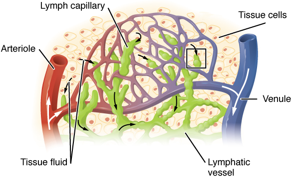 Différence entre les capillaires lymphatiques et les capillaires sanguins