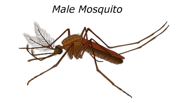 Différence entre moustique mâle et femelle