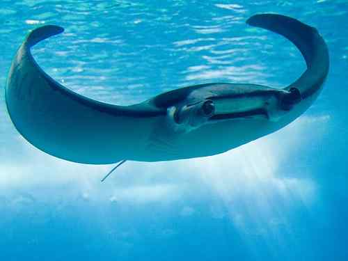 Perbedaan antara manta ray dan stingray