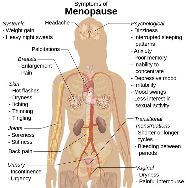 Diferencia entre la menopausia y el embarazo