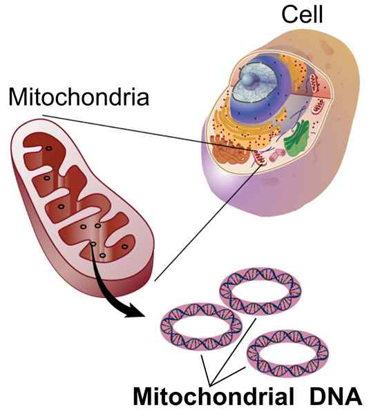 Diferencia entre las mitocondrias y los plástidos