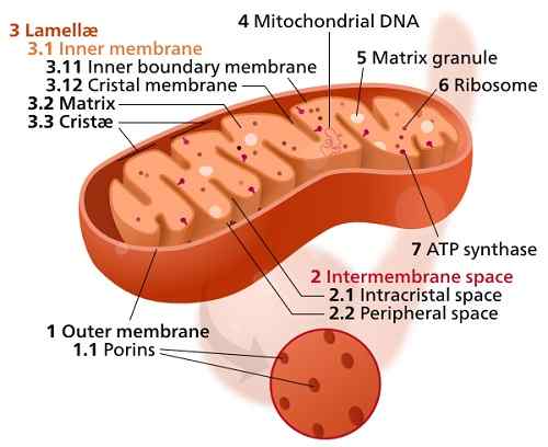 Perbezaan antara DNA mitokondria dan DNA nuklear