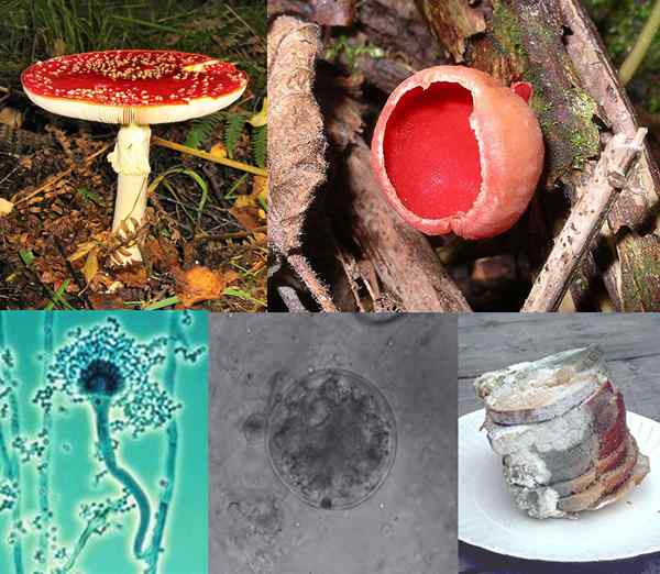 Diferencia entre moho y hongos