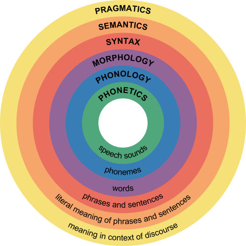 Différence entre la morphologie et la syntaxe