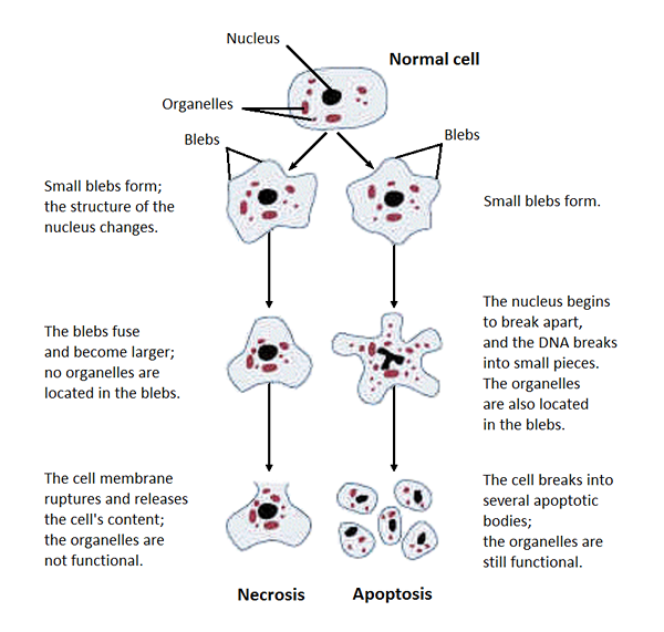 Perbezaan antara nekrosis dan apoptosis