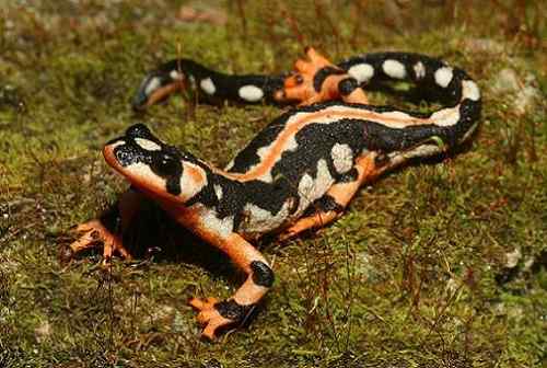 Perbezaan antara newt dan salamander