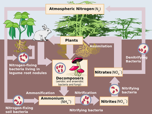 Différence entre la nitrification et la dénitrification