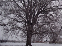 Perbedaan antara Oak dan Maple