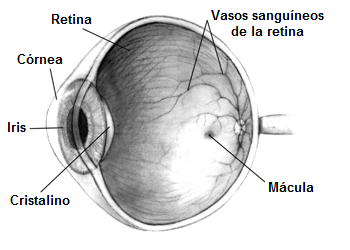 Différence entre l'hypertension oculaire et le glaucome