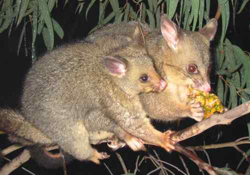 Différence entre l'opossum et l'opossum