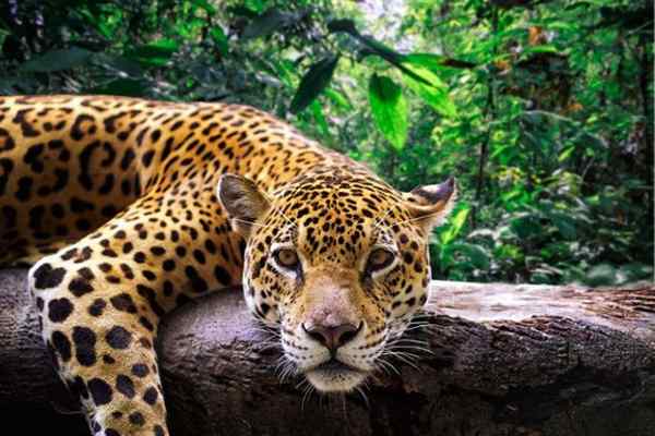 Perbedaan antara Panther dan Jaguar