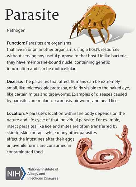 Perbedaan antara parasit dan host