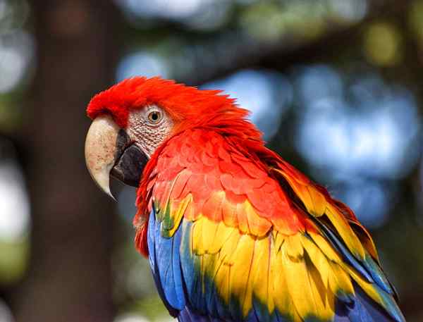 Perbedaan antara burung beo dan macaw