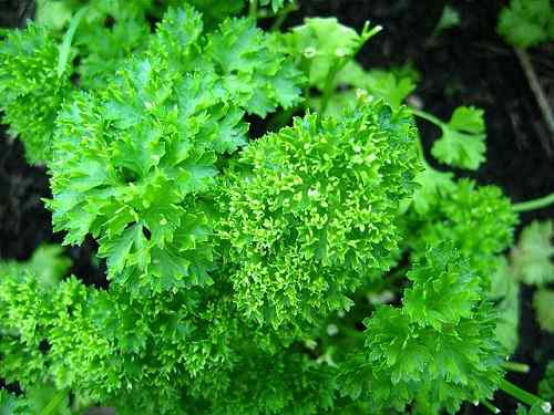 Diferencia entre perejil y cilantro