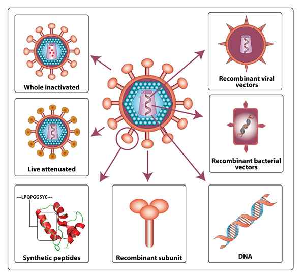 Unterschied zwischen Peptidimpfstoff und mRNA -Impfstoff