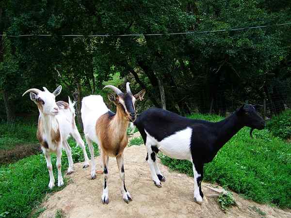 Unterschied zwischen Haustier und häuslichen Tieren