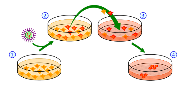Diferencia entre las células madre pluripotentes y multipotentes