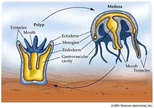 Perbezaan antara polip dan medusa